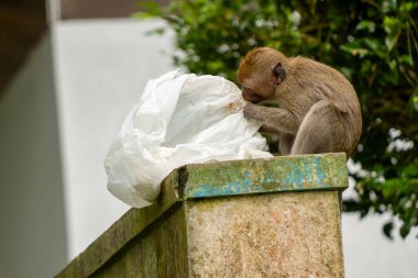 Patlama sonucu dağların yamaçlarından çıkan vahşi bir maymun, bir çöp tenekesinde yemek artıkları arıyor ve insan ortamında hayatta kalmaya çalışıyor.