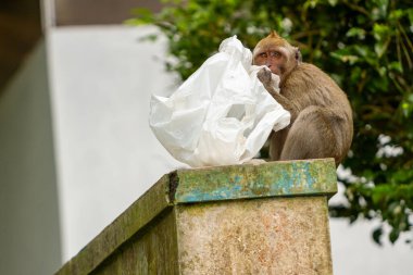 Patlama sonucu dağların yamaçlarından çıkan vahşi bir maymun, bir çöp tenekesinde yemek artıkları arıyor ve insan ortamında hayatta kalmaya çalışıyor.