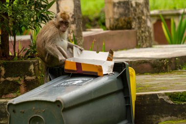 Patlama sonucu dağların yamaçlarından çıkan vahşi bir maymun, bir çöp tenekesinde yemek artıkları arıyor ve insan ortamında hayatta kalmaya çalışıyor.