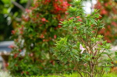 Yükseklerde büyüyen bir çalılık, bahçelerde ya da kayalıkların kenarlarında erozyonu önlemek için bir dolgu bitkisi gibi. Doğa ve yeşil bitki teması