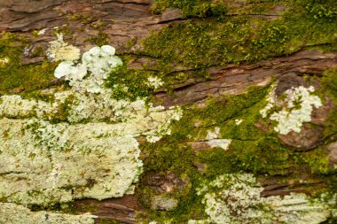 Kabuğun kabuğu üzerine seçici bir odak noktası vardır. Kabuğun kaba bir dokusu, biraz kuru ve karakteristik kahverengi bir ahşap rengi vardır. Doğa temalı arka planlar için kullanılır