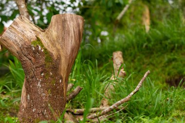 Kabuğun kabuğu üzerine seçici bir odak noktası vardır. Kabuğun kaba bir dokusu, biraz kuru ve karakteristik kahverengi bir ahşap rengi vardır. Doğa temalı arka planlar için kullanılır