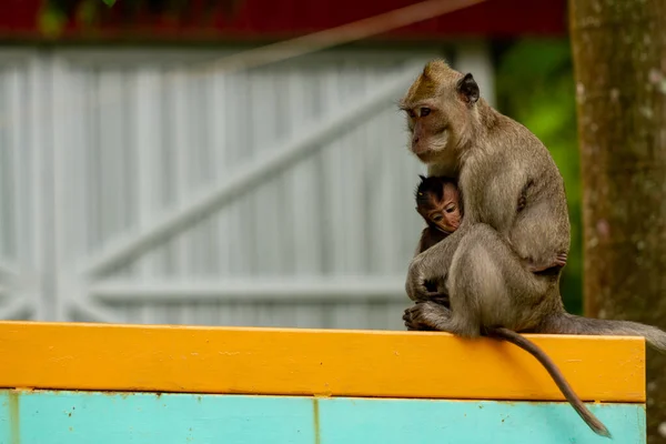 Monkey Looking Food While Holding His Child Who Has Dared — Stock Photo, Image