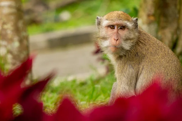 Monkey Descends Forest Mount Merapi Park Area Sleman Indonesia Activity — Stock Photo, Image