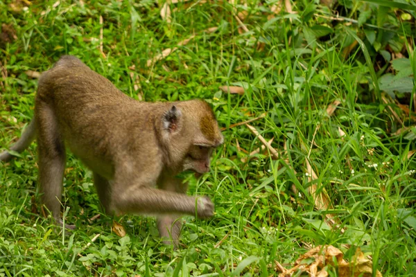 Singe Sauvage Qui Est Descendu Montagne Raison Éruption Promène Dans — Photo