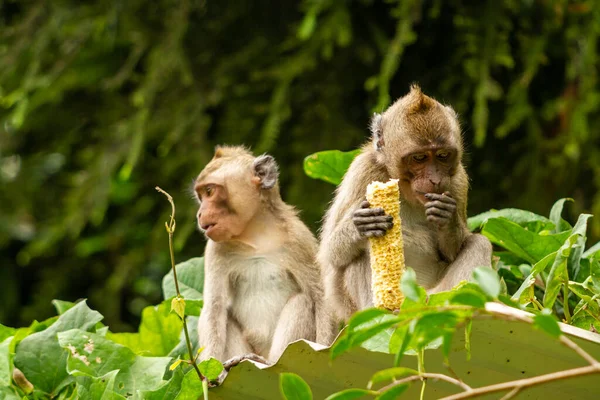 Two Wild Monkeys Came Out Habitat Mountainside Due Eruption Looking — Stock Photo, Image
