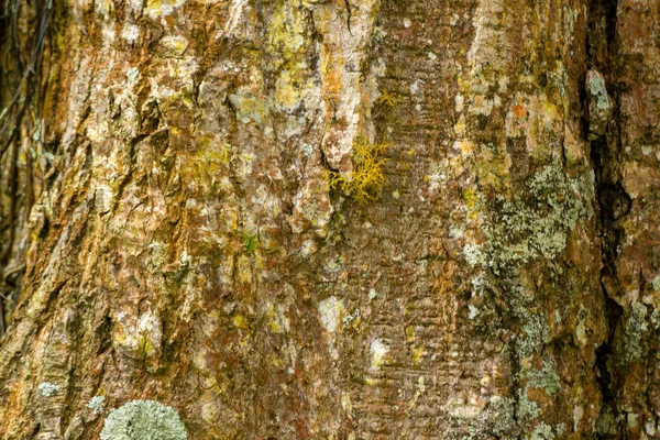 有选择地集中在树皮表面上 树皮质地粗糙 木材呈典型的褐色 用于自然主题背景 — 图库照片