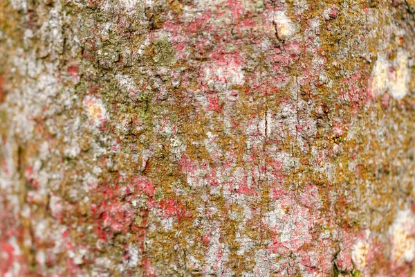 Selective Focus Surface Bark Which Has Rough Texture Slightly Dry — Stock Photo, Image