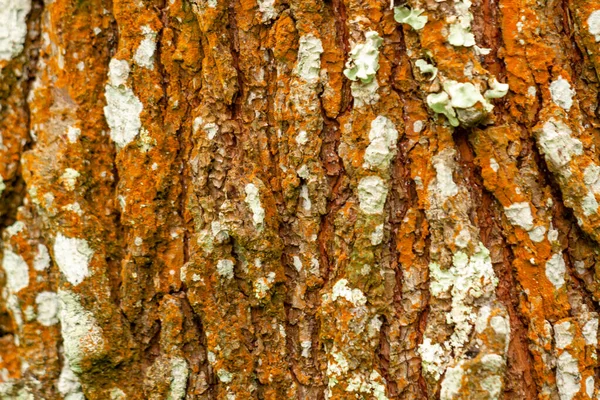 Selective Focus Surface Bark Which Has Rough Texture Slightly Dry — Stock Photo, Image