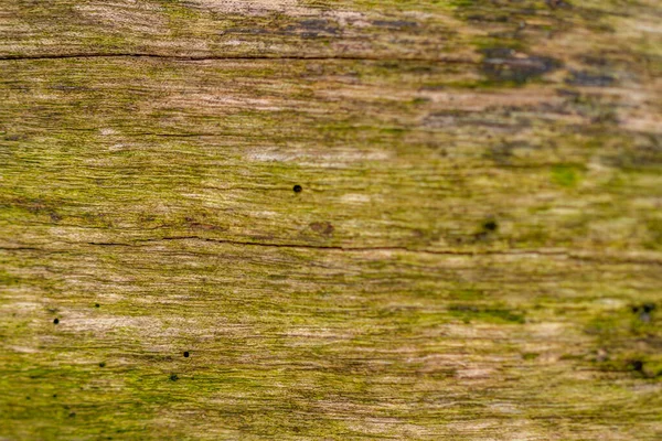 Enfoque Selectivo Superficie Corteza Que Tiene Una Textura Áspera Ligeramente — Foto de Stock