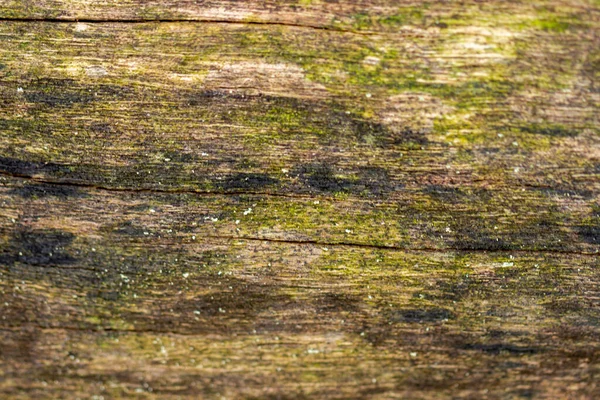 有选择地集中在树皮表面上 树皮质地粗糙 木材呈典型的褐色 用于自然主题背景 — 图库照片