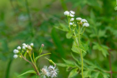 Ageratum conyzoides bitkisi, küçük beyaz çiçekli, yeşil yapraklı, pürüzlü ve kıllı yaprak yüzeyli, bulanık yeşil yapraklı arka plan