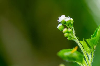 Ageratum conyzoides bitkisi, küçük beyaz çiçekli, yeşil yapraklı, pürüzlü ve kıllı yaprak yüzeyli, bulanık yeşil yapraklı arka plan
