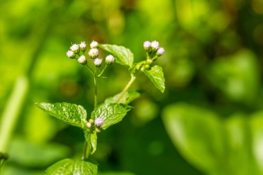 Ageratum conyzoides bitkisi, küçük beyaz çiçekli, yeşil yapraklı, pürüzlü ve kıllı yaprak yüzeyli, bulanık yeşil yapraklı arka plan