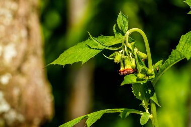 Crassocephalum crepidioides, ayrıca ebolo, kalın kafalı, kırmızı çiçek yaprağı ya da ateş otu olarak da bilinir.