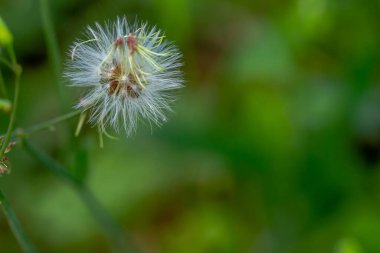 Cyanthillium cinereum olarak bilinen bitkinin çeşitli renklerde mini çiçekleri vardır, yaprakların arka planı yeşildir, bulanıktır.