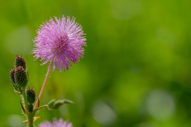 Shameplant 'ın pembe çiçekleri sarı lifli uçlarıyla küre biçimindedir, yaprakların arka planı ve güneş ışığı bulanıktır.
