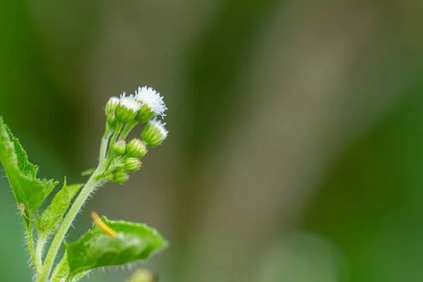 Ageratum Conyzoides Rostlina Malými Bílými Květy Zelené Okvětní Lístky Drsný — Stock fotografie