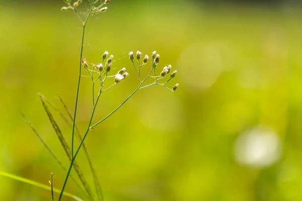 Une Plante Connue Sous Nom Cyanthillium Cinereum Des Mini Fleurs — Photo