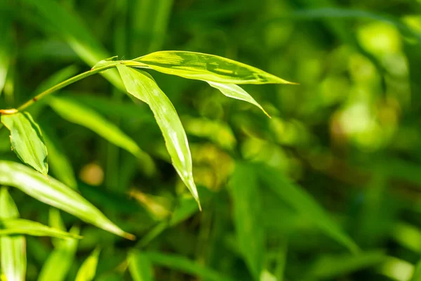 Microstegium Vimineum Communément Appelé Stiltgrass Japonais Herbe Emballage Browntop Népalais — Photo
