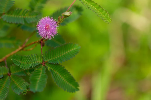 Shameplant Pink Flowers Spherical Shape Yellow Fibrous Tips Background Leaves — Stock Photo, Image