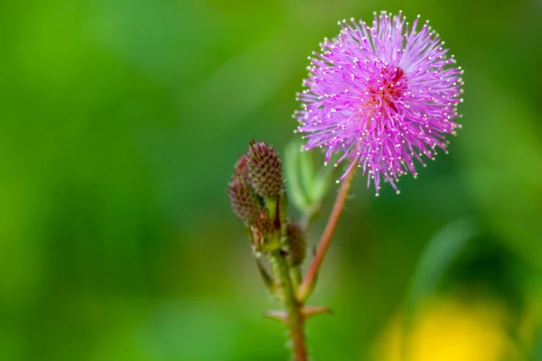 Fiori Rosa Shameplant Sono Forma Sferica Con Punte Fibrose Gialle — Foto Stock