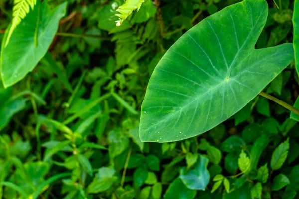 Ein Blatt Grüne Taroblätter Der Hintergrund Der Grünen Blätter — Stockfoto