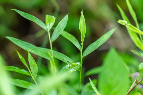 Microstegium Vimineum Közismert Nevén Japán Stiltgrass Csomagoló Vagy Nepáli Browntop — Stock Fotó