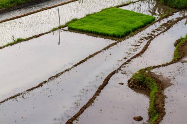 Pirinç tarlaları, erozyon, tarım temaları ve tarım teknolojilerini azaltmak için teras sistemi kullanılarak bol miktarda suyla birlikte küçük pirinç bitkileriyle kaplandı.