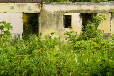 Zarar görmüş ve bitkilerle ve otlarla çevrili olmayan eski bir bina, doğaya geri dönüyor.