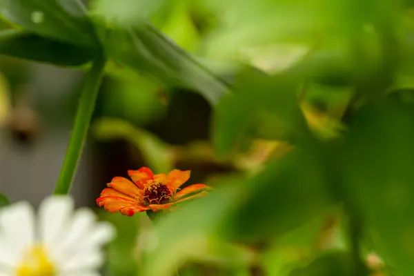 Flor Zinnia Que Está Florescendo Meio Amarela Com Fundo Folhagem — Fotografia de Stock