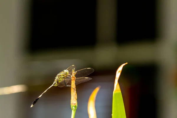 一只绿色的蜻蜓 叶顶有黑色条纹 房子的阳台背景明亮 — 图库照片