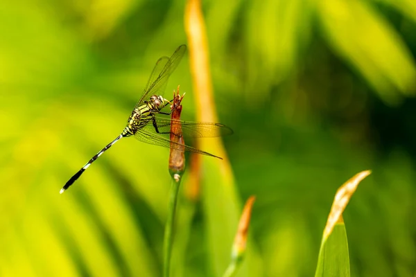 Libellule Verte Avec Des Perchoirs Rayures Noires Sur Dessus Feuille — Photo