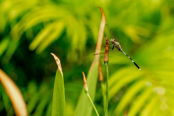 Een Groene Libelle Met Zwarte Strepen Bovenkant Van Het Blad — Stockfoto