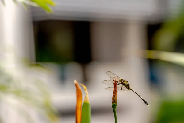 Green Dragonfly Black Stripes Perches Top Leaf Background Terrace House — Stock Photo, Image