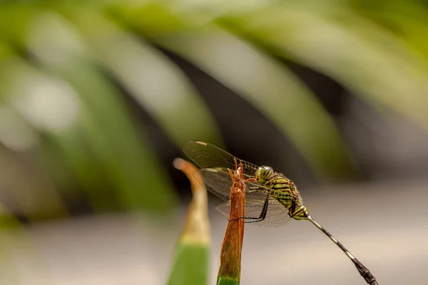 Een Groene Libelle Met Zwarte Strepen Bovenkant Van Het Blad — Stockfoto