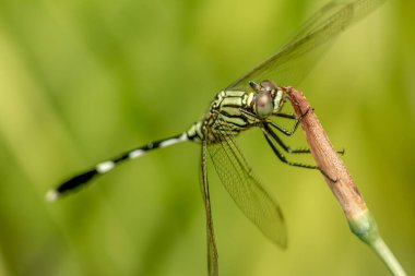Sarı bir çiçek tomurcuğunun üzerine tünemiş siyah çizgili yeşil bir yusufçuk.