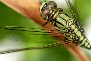 Yaprağın tepesinde siyah çizgili yeşil bir yusufçuk, yeşil yaprakların arka planı bulanıktır.