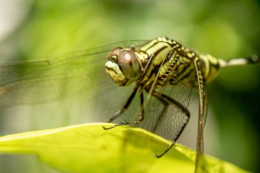 Yaprağın tepesinde siyah çizgili yeşil bir yusufçuk, yeşil yaprakların arka planı bulanıktır.