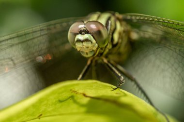 Yaprağın tepesinde siyah çizgili yeşil bir yusufçuk, yeşil yaprakların arka planı bulanıktır.