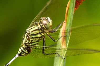 Yaprağın tepesinde siyah çizgili yeşil bir yusufçuk, yeşil yaprakların arka planı bulanıktır.
