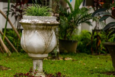 Bahçe ve ofis koridorlarındaki süslemeleri güzelleştirmek için büyük bir tencereye ekilen bir çeşit çalılık ya da çimen bitkisi.