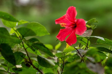 Çiçek açan ayakkabı boyası çiçekleri kırmızı renktedir, bal arayan böcekleri cezbeder, doğal bir kavram.