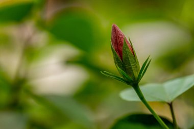 Çiçek tomurcukları kırmızı bir renkle çiçek açacak bal arayan böceklerin dikkatini çekecek, doğal bir kavram.