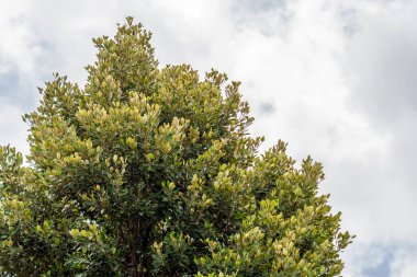 Yeşillik yapraklı ağaçlar güneşten bir gölge olarak kullanılır, doğa kavramı.
