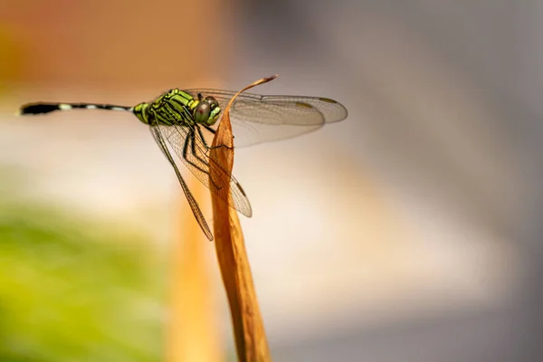 一只绿色的蜻蜓 叶顶有黑色条纹 褐色叶子的背景模糊不清 — 图库照片