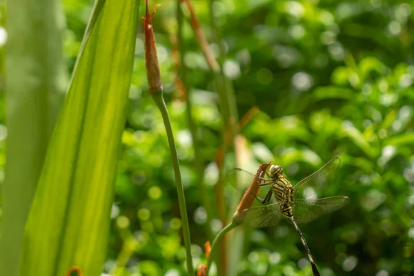 Een Groene Libelle Met Zwarte Strepen Bovenkant Van Het Blad — Stockfoto