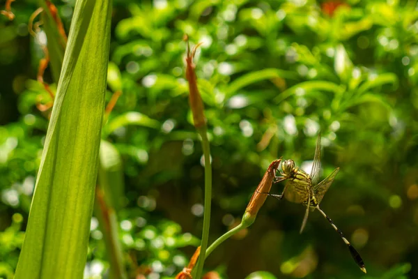 Eine Grüne Libelle Mit Schwarzen Streifen Sitzt Oben Auf Dem — Stockfoto