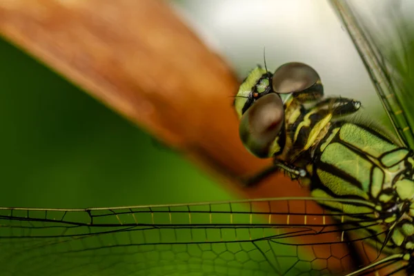 Eine Grüne Libelle Mit Schwarzen Streifen Sitzt Oben Auf Dem — Stockfoto