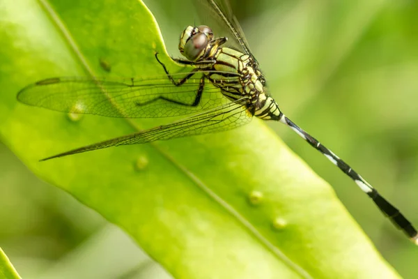 Green Dragonfly Black Stripes Perches Top Leaf Background Green Leaves — Stock Photo, Image